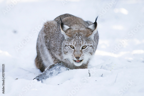 Luchs