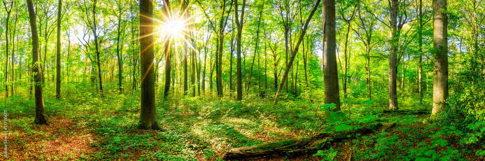 Wald Panorama im Frühling mit Sonne