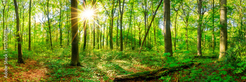 Fototapeta Naklejka Na Ścianę i Meble -  Wald Panorama im Frühling mit Sonne