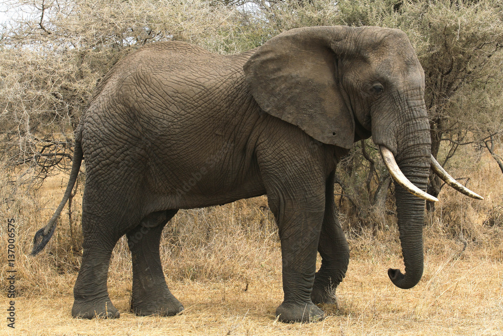 Obraz premium Elephant with Tusks