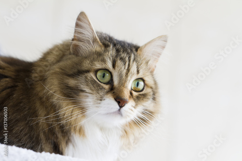 brown white cat of siberian breed outdorr