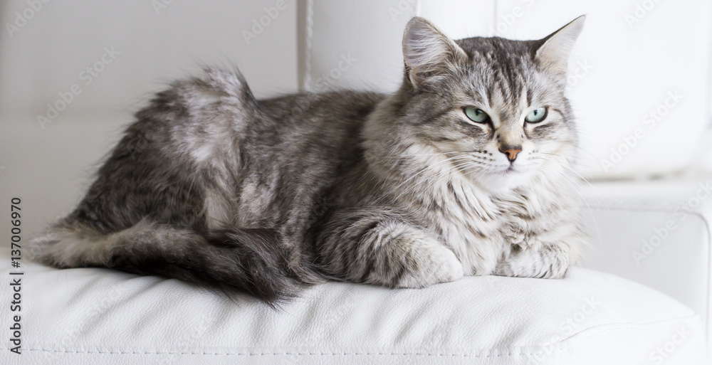 beautiful silver cat of siberian breed in the house