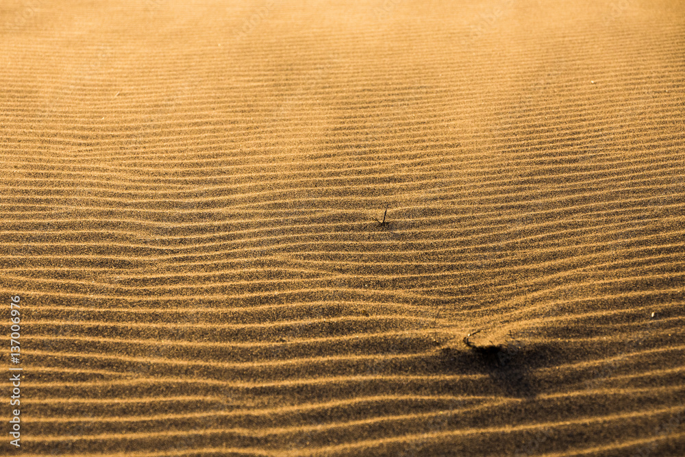 Fototapeta premium Sandy beach at Sandscale Haws during the evening sunset with windswept sand