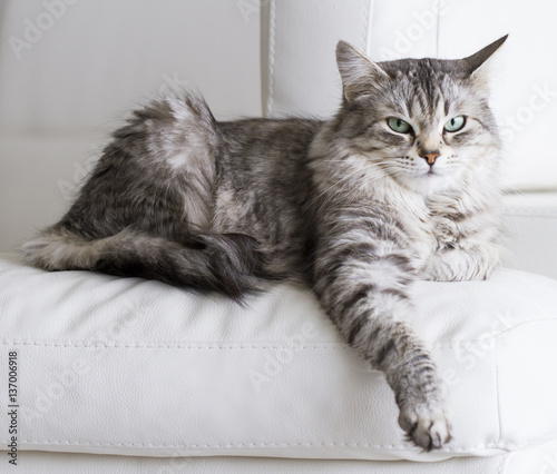 beautiful silver cat of siberian breed in the house