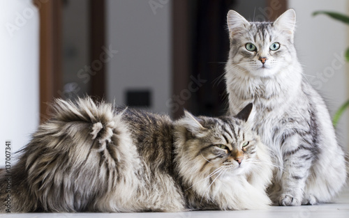 Fotografia brown male and silver female, siberian cats in the house