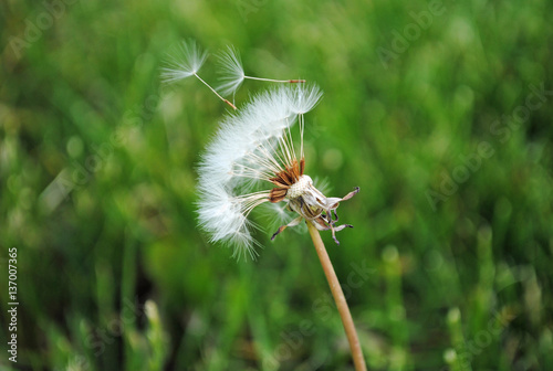 Dandilion Seeds Blowing