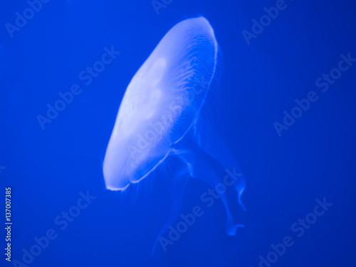 jellyfish on a blue background © NChoochat