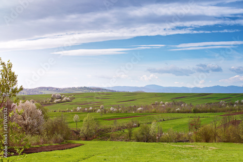 Spring cherry orchard blossom on hills. Sunny spring