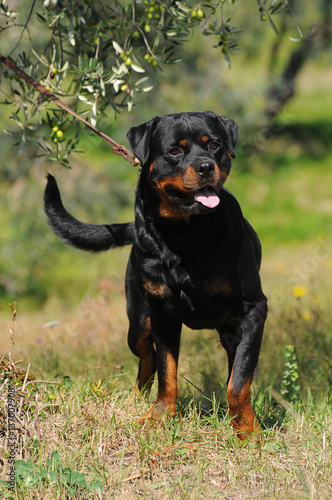 Portrait of purebred rottweiler dog