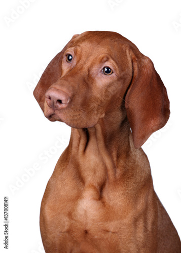 Vizsla Dog on a white background