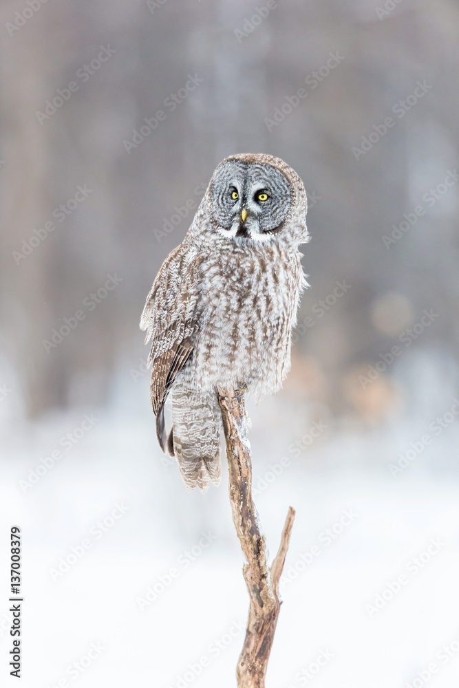 Obraz premium The great grey owl or great gray is a very large bird, documented as the world's largest species of owl by length. Here it is seen searching for prey in Quebec's harsh winter.