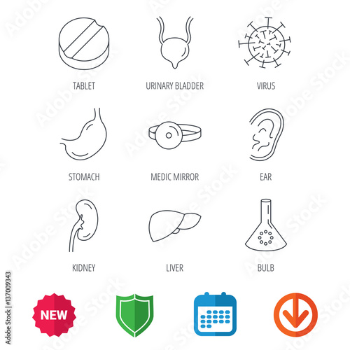 Virus, tablet and stomach organ icons. Liver, kidney and urinary bladder linear signs. Medic mirror, ear and lab bulb flat line icons. New tag, shield and calendar web icons. Download arrow. Vector
