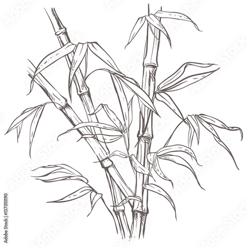 Fototapeta Naklejka Na Ścianę i Meble -  hand drawn illustration with bamboo stalk and leaves. vector eps 8