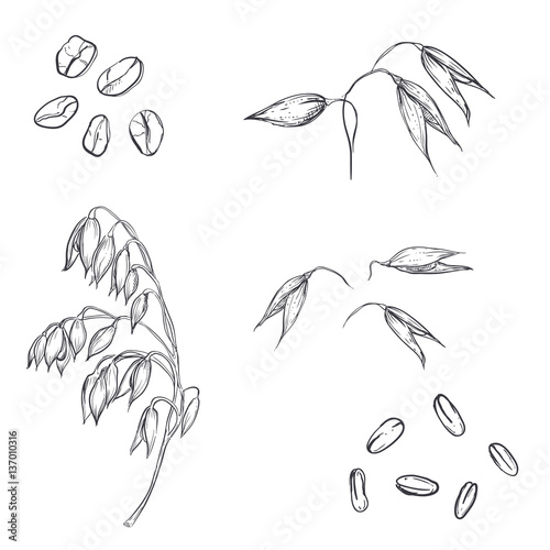 hand drawn set of oats, oatmeal, oat grain. sketch. Vector eps 8 photo
