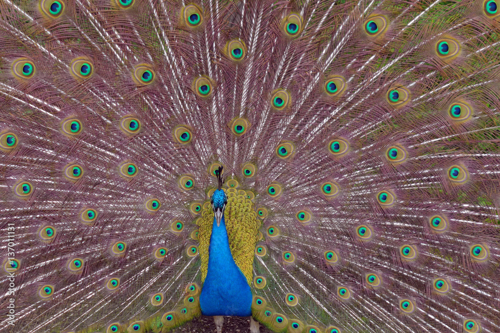 Naklejka premium Radschlagender, balzender Pfau