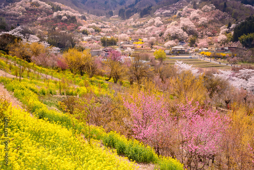 花見山公園遠望