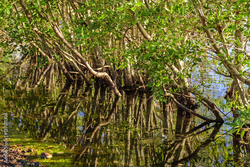 Typical mangrove vegetation with its shrubs sprouting from the water