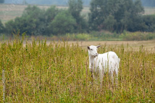 Goat on field