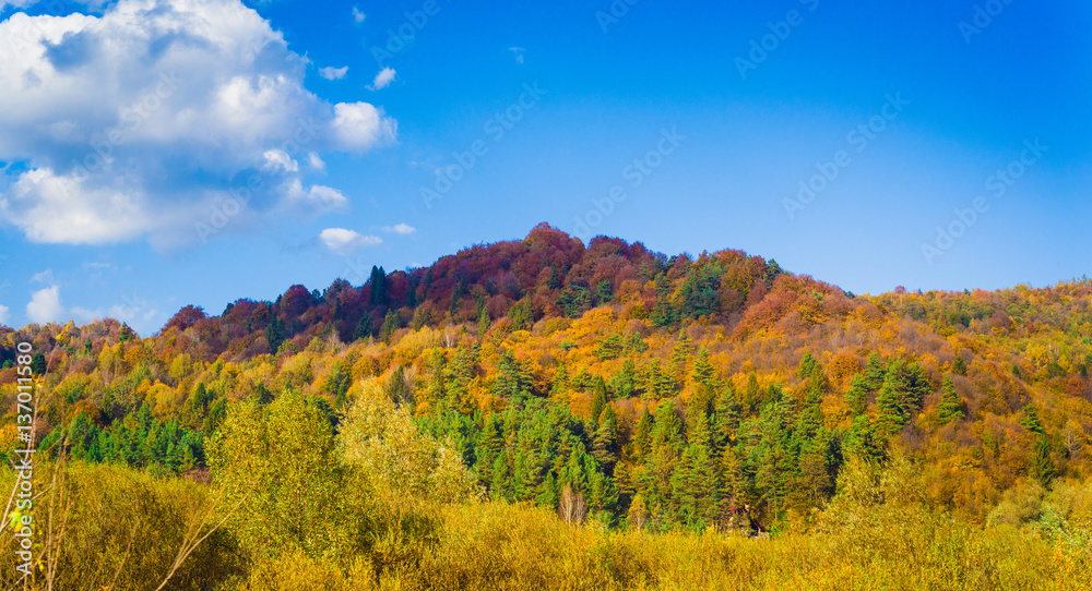 Autumn forest and blue sky