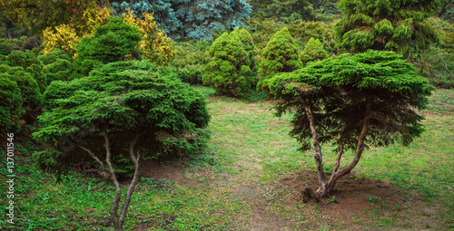 Beautiful yew trees