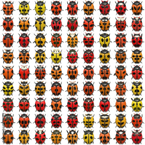 Seamless pattern with bugs