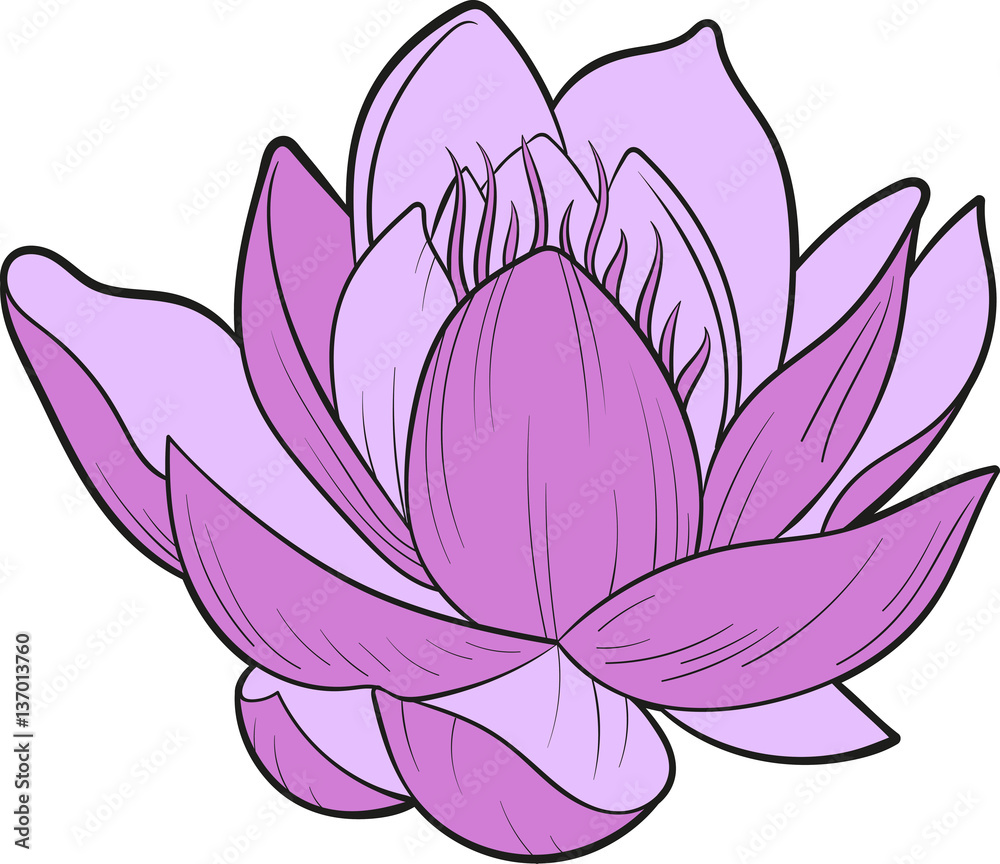 Vector illustration of a purple lotus flower Vector illustration of a purple lotus flower