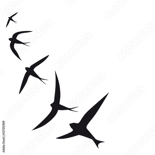 beautiful bird,black silhouette, on a white © aboard