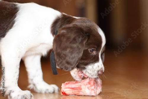young working type english springer spaniel puppy eating raw mea