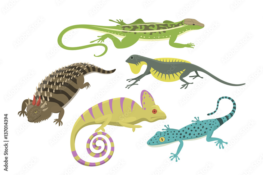 Different kind of lizard reptile isolated vector illustration. Different kind of lizard reptile isolated vector illustration.