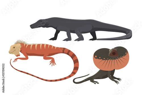 Different kind of lizard reptile isolated vector illustration.