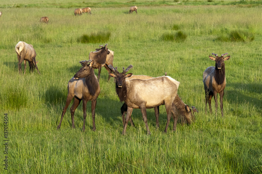 Elk Herd Elk Herd