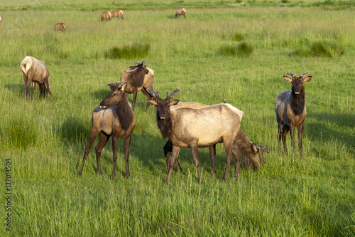 Elk Herd © Kurtis