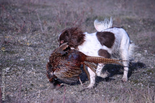 liver and white working type english springer spaniel pet gundog photo