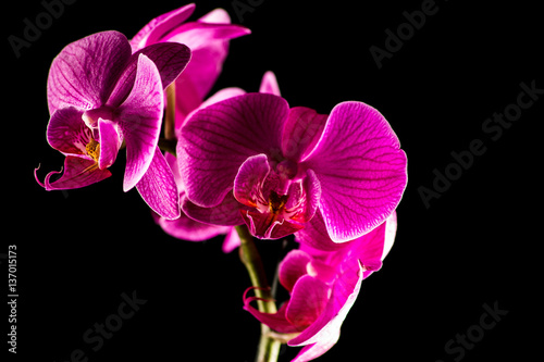 Orchideen mit schwarzem Hintergrund