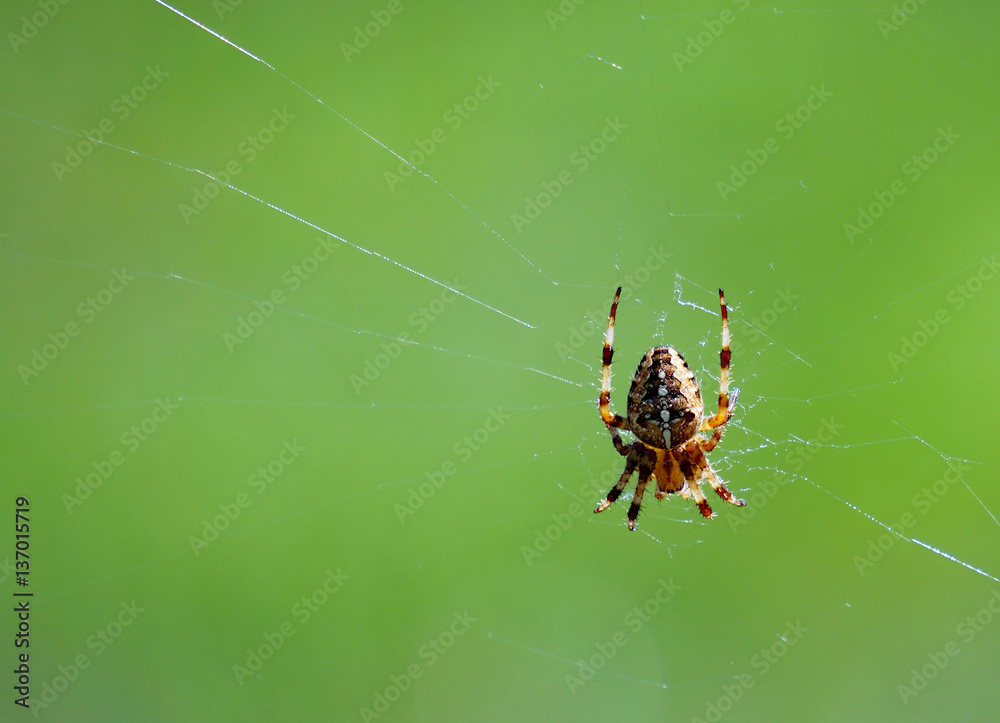 Orb Weaver Orb Weaver