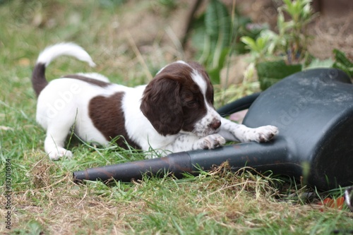 Canvastavla young liver and white working type english springer spaniel pet