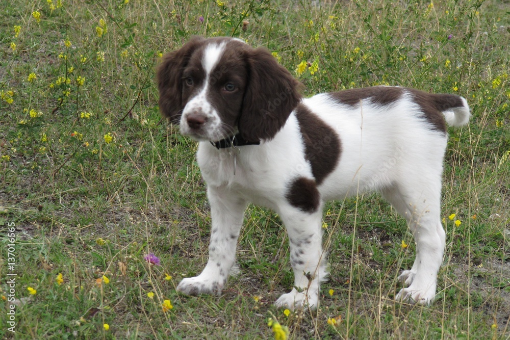 young liver and white working type english springer spaniel pet