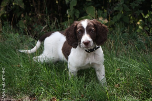 young liver and white working type english springer spaniel pet