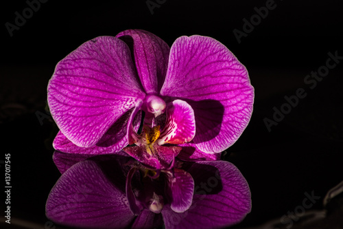 Orchideen mit Wasserspiegelung  photo