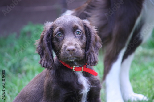very cute brown working type cocker spaniel pet gundog puppy