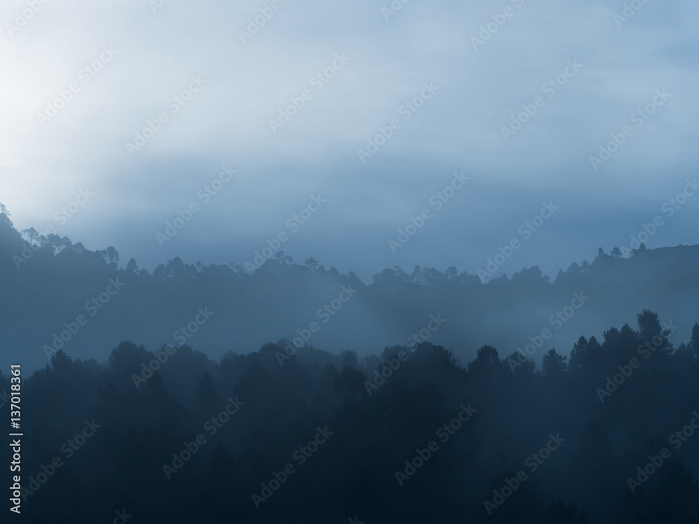 Foggy forest in the mountain in the morning