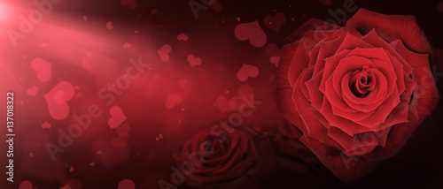 Rosen - ein Zeichen der Liebe
