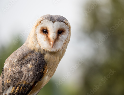 Barn owl up portrait (Tyto alba) © ramoncarretero