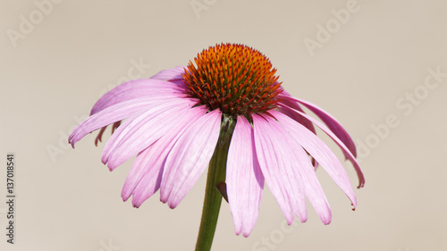 Cuadro en lienzo Echinacea fleur rose / rouge