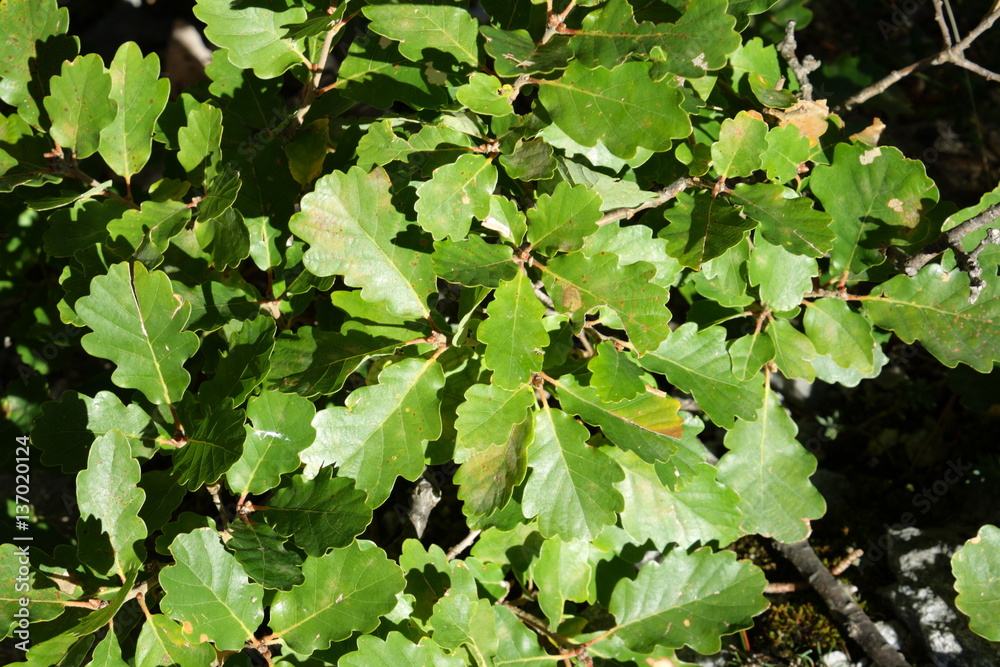 Feuilles de chêne pubescent au printemps Feuilles de chêne pubescent au printemps