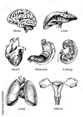 set of human organs, vector different human entrails, black and white sketch art, brain, stomach, kidney, heart, liver, woman uterus