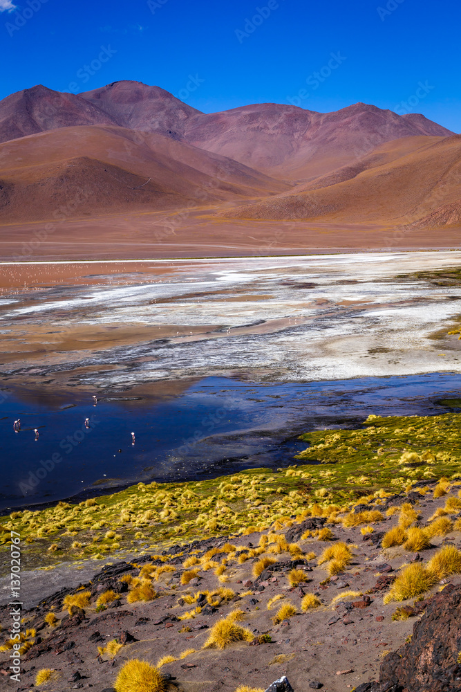Laguna Colorada (Red Lagoon) is a lake in Bolivia