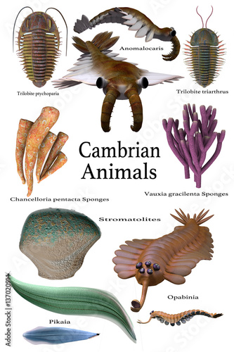 Cambrian Animals - An assortment of some of the animals, sponges and microbes of the Cambrian seas of Earth's history. photo