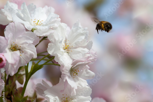 Kirschblüte mit Hummel