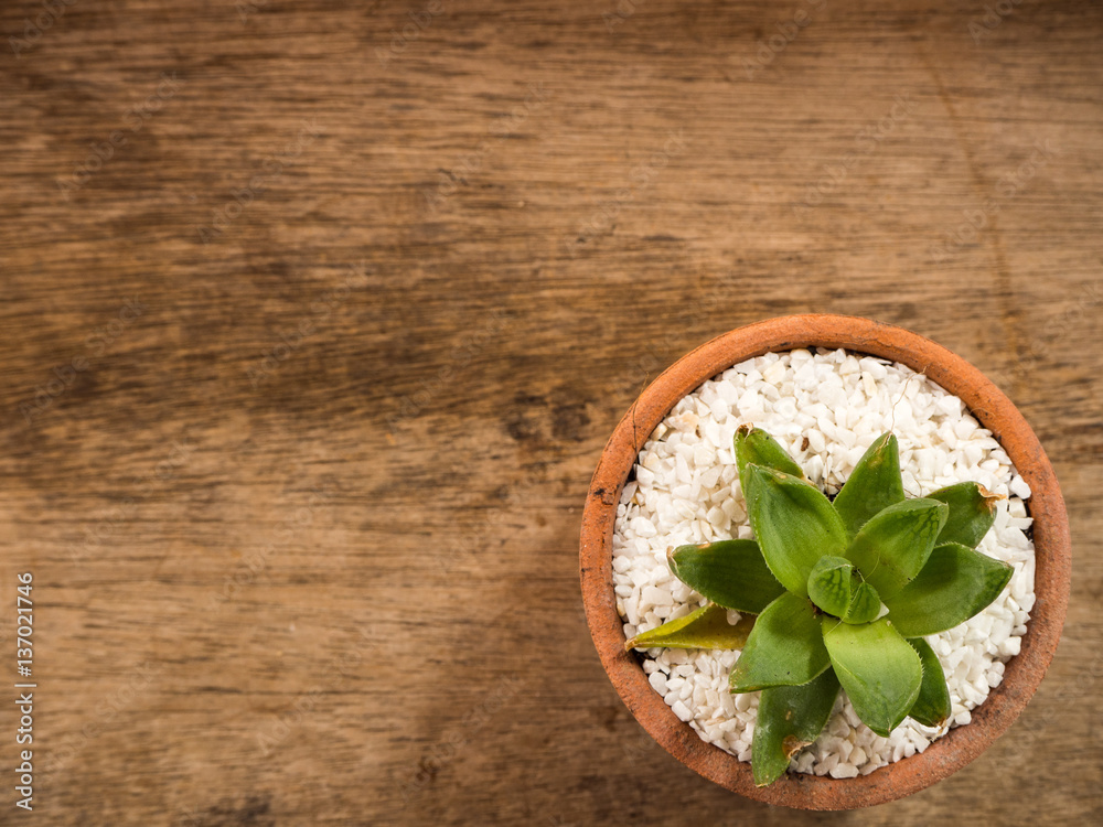 Succulent or Cactus in pot, wooden background, top view Succulent or Cactus in pot, wooden background, top view